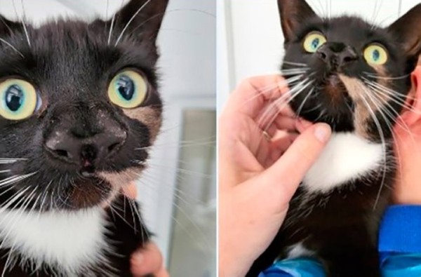 В Британии нашли кошку с двумя носами