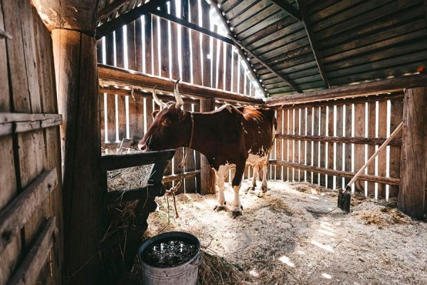 Показали первые фото со съемок фильма по мотивам «Простоквашино»
