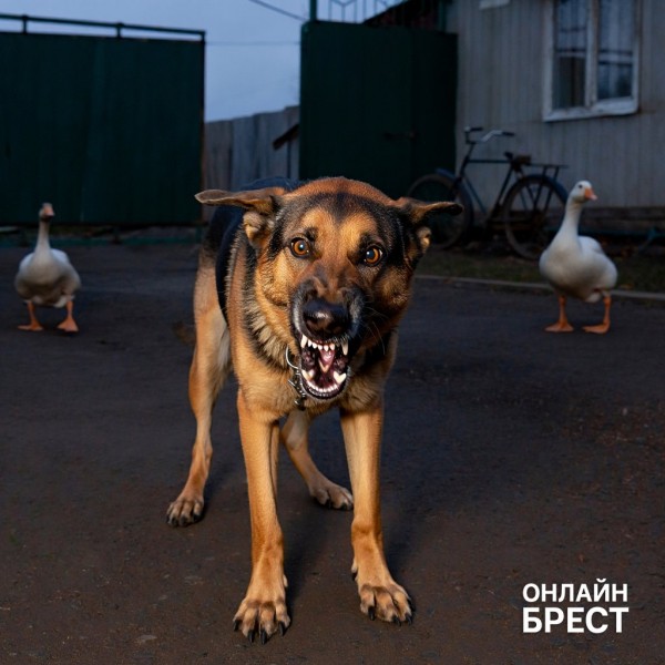 Двухмесячного ребенка загрызла собака бабушки и дедушки — подробности трагедии Двухмесячного ребенка загрызла собака бабушки и дедушки — подробности трагедии