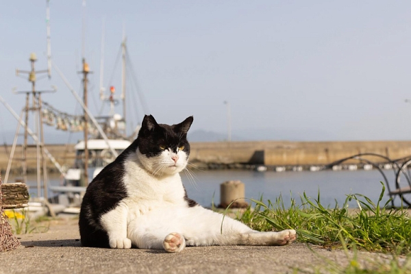 Показаны самые смешные фотографии домашних животных 2023 года